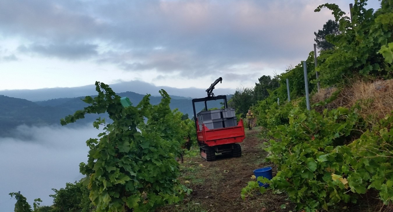 Replante Viñedo Ribeira Sacra