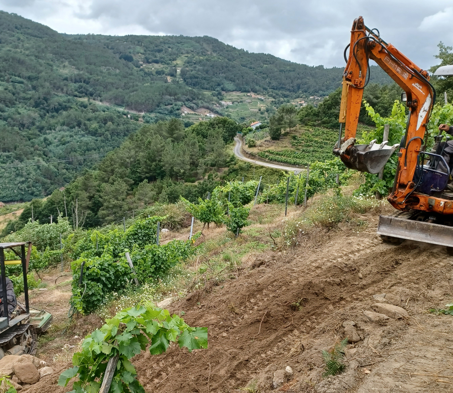 Replante Viñedo Ribeira Sacra